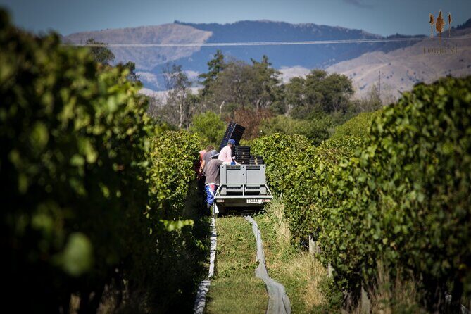Private Driving Wine Tour (full day) in the Marlborough Region - Price and value: $341.32 per person for a full-day private driver