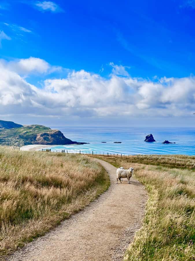 Private Dunedin City Highlights and Otago Peninsula Day Tour - Key Things You’ll Love on This Private Dunedin and Otago Peninsula Tour