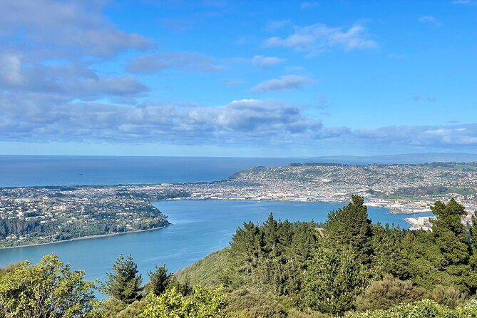 Private Dunedin & Otago Peninsula Day Tour Up to 4 - The 6-Hour Plan: What You’ll Do and How Fast It Moves