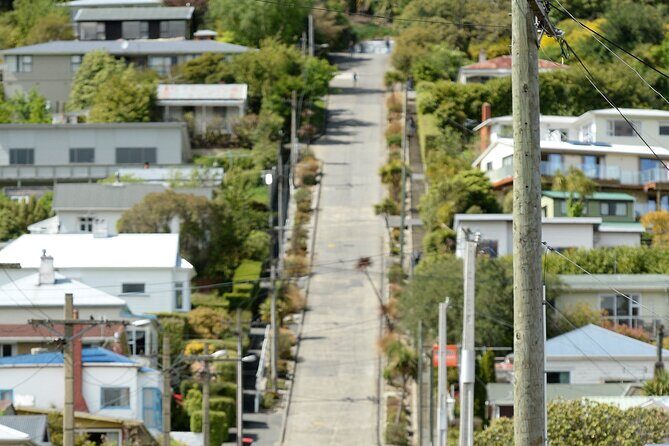 Private Dunedin & Otago Peninsula Day Tour Up to 4 - Your Guide, Languages, and the Real Meaning of “Private”