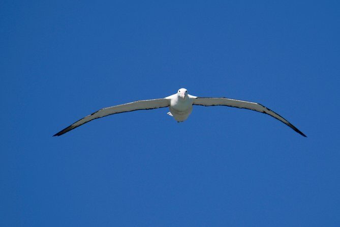 Private Guided Tour of Dunedin City Heritage and Unique Wildlife and Scenery - City heritage stops you can actually enjoy (not just rush through)