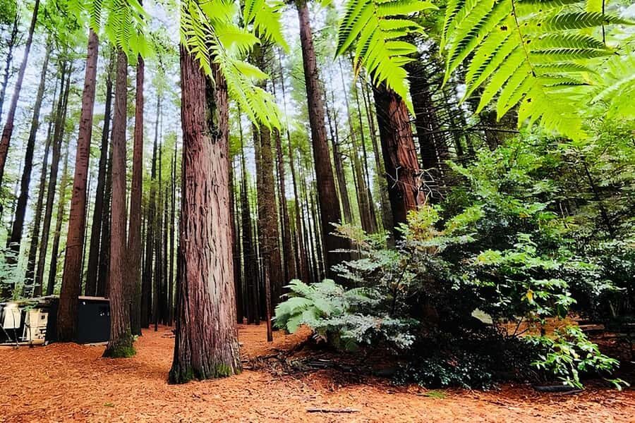 Private Hobbiton & BlueSprings & Redwood forest fromAuckland - Auckland-to-Rotorua-to-Hobbiton: how the 12-hour plan really flows