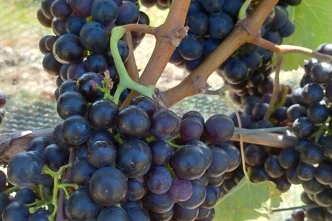 Private Martinborough Wine Tour for Wine Enthusiasts - Why Martinborough makes sense for a private wine day