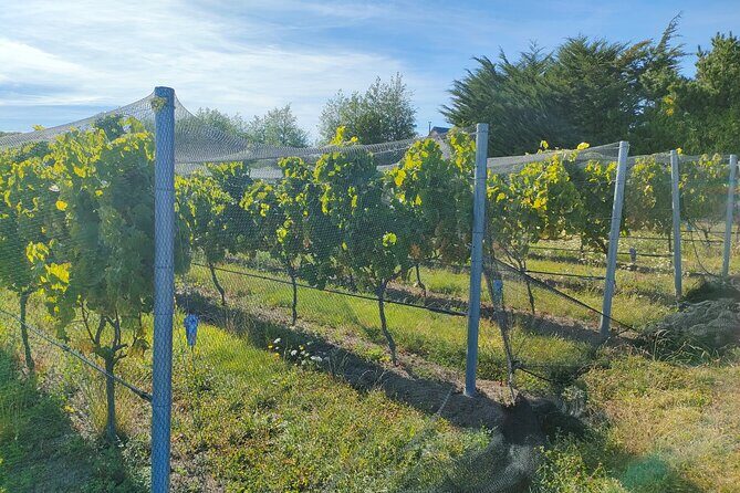 Private Martinborough Wine Tour for Wine Enthusiasts - The real value in the $217.20 price tag