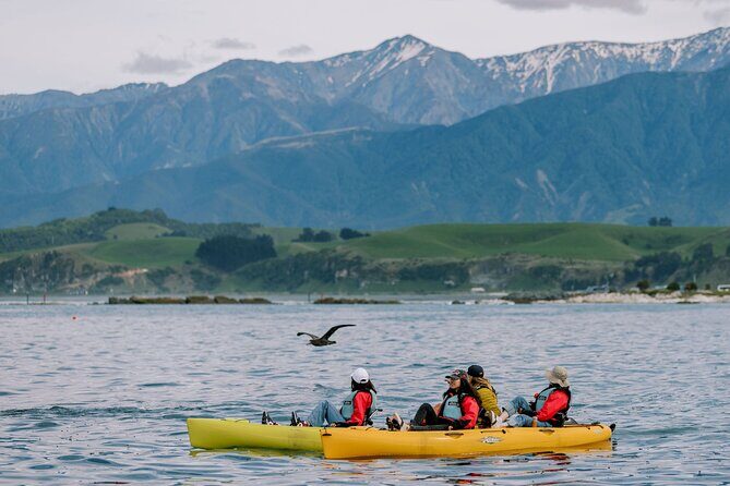 Private Seal Kayaking and Wildlife Tour in Kaikoura - Key things you should know before you go