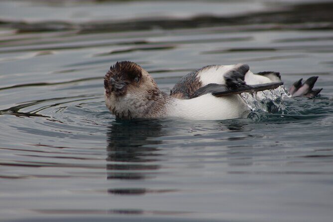 Private Seal Kayaking and Wildlife Tour in Kaikoura - Wildlife odds: seals first, plus penguins and seabirds
