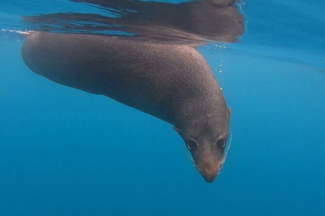 Private Seal Kayaking and Wildlife Tour in Kaikoura - Guide style and safety: what makes the outing feel calm