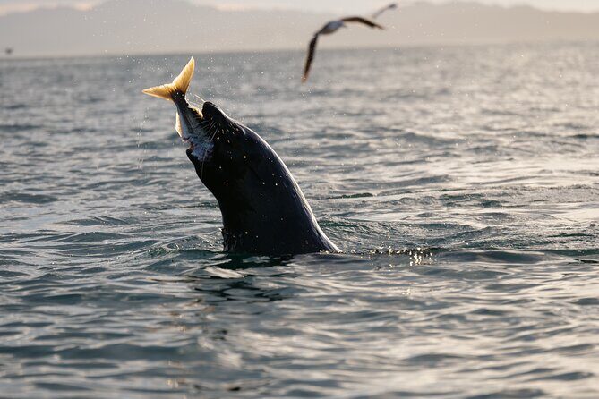 Private Seal Kayaking and Wildlife Tour in Kaikoura - Price and what you’re actually paying for