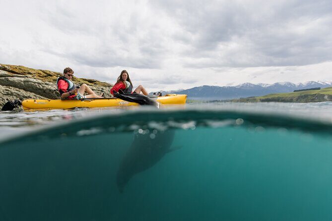 Private Seal Kayaking and Wildlife Tour in Kaikoura - Stop 1: Peninsula Seal Colony with a sea-only viewpoint