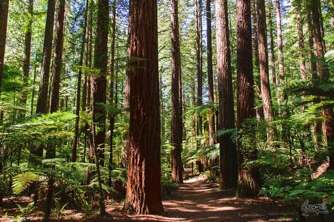 Private Tauranga Day Trip-Rotorua Geysers & Canopy Tree Walk. - The value behind $768 per group (up to 4)