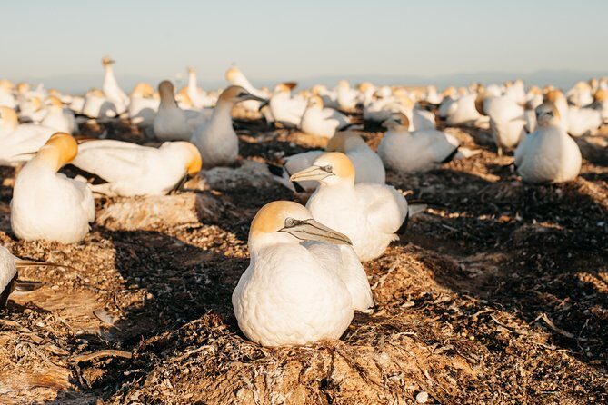 Private tour to Cape Kidnappers Gannet Colony - Meeting point and getting oriented fast