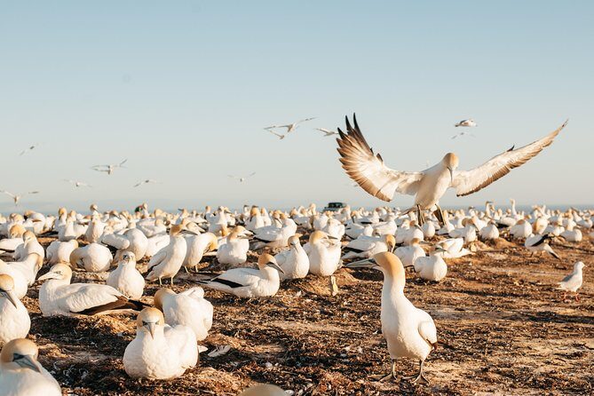 Private tour to Cape Kidnappers Gannet Colony - Stop 1: Cape Kidnappers gannet colony, up close enough to notice behavior