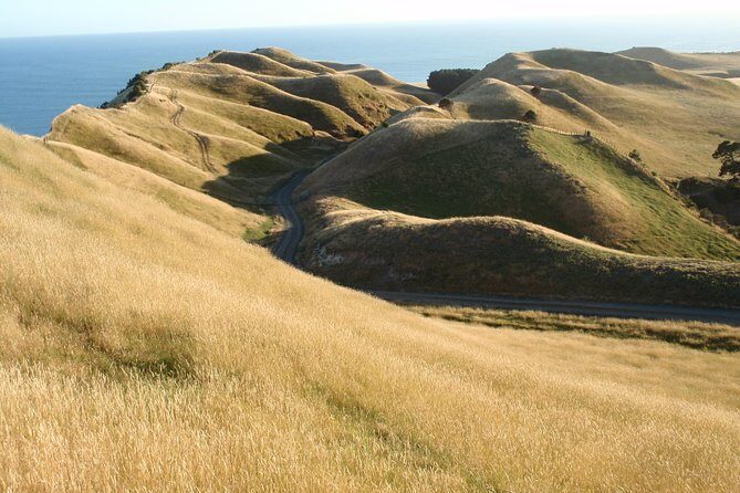 Private tour to Cape Kidnappers Gannet Colony - A top golf course stop: a surprising sidelight