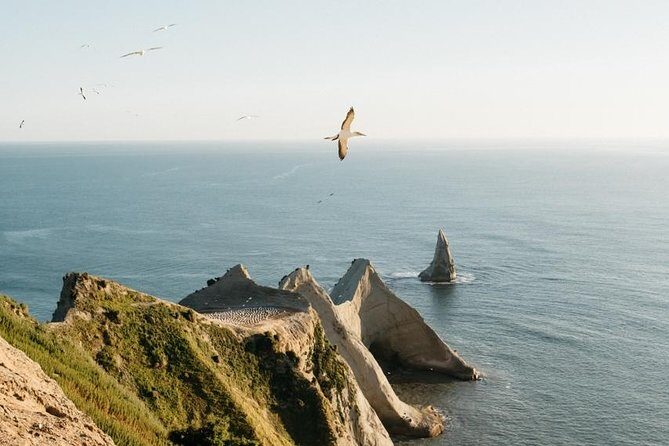 Private tour to Cape Kidnappers Gannet Colony - Price and value: $614.37 per group for up to 4 people