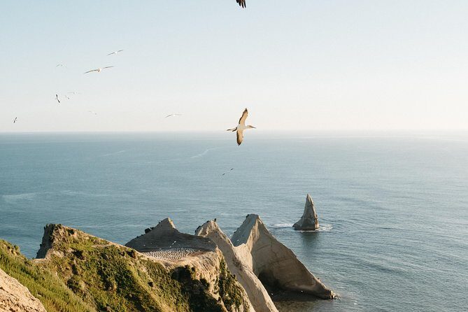 Private tour to Cape Kidnappers Gannet Colony - Time on the road: about 3 hours, with a real bird window