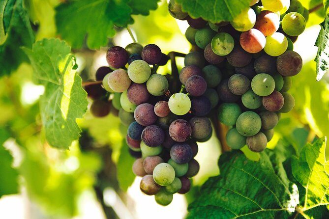 Private Tour - Waiheke Island Luxury Experience - Vineyard stops and wine tastings: how to get the most from the day