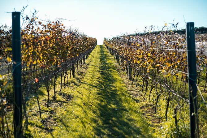 Private Tour - Waiheke Island Luxury Experience - The day’s flow: from Auckland pickup to Waiheke tastings and a beach picnic