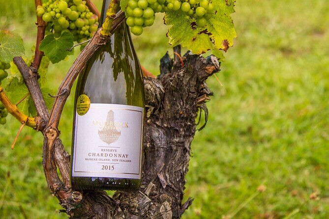 Private Vineyard Bush Walk Tour in Waiheke Island - Headland walk and Hauraki Gulf panoramas