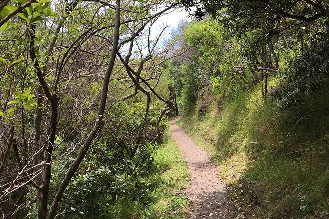 Private Vineyard Bush Walk Tour in Waiheke Island - The first stretch through restored and regenerating bush