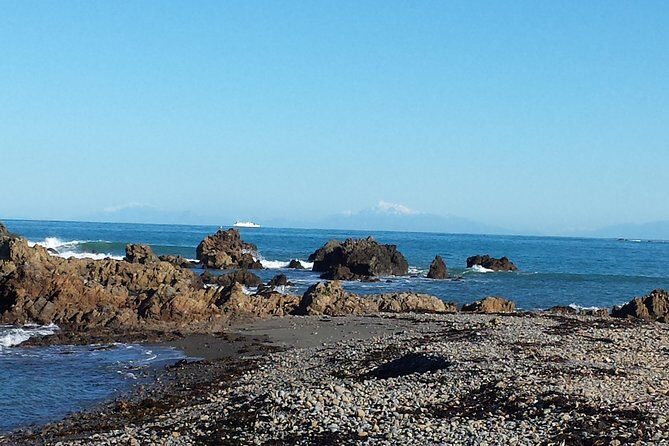 Private Wellington Full Day Sightseeing Tour - Stop 4: Red Rocks Reserve for seal spotting in the wild