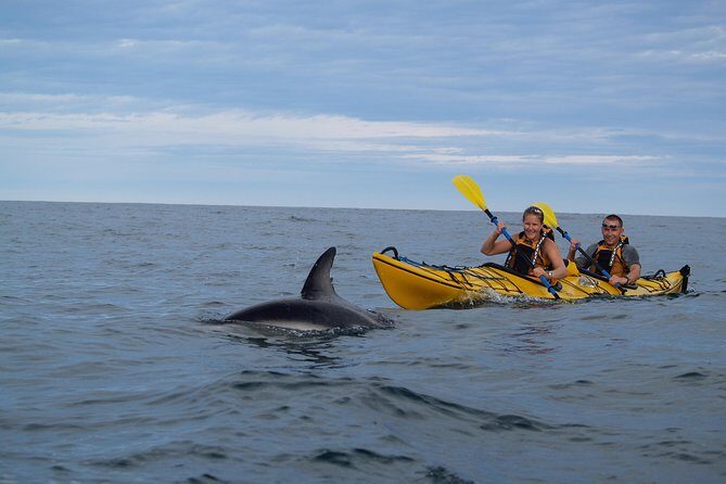 Private Wildlife Kayaking Tour - Kaikoura - Where you meet and what to bring so you’re comfortable