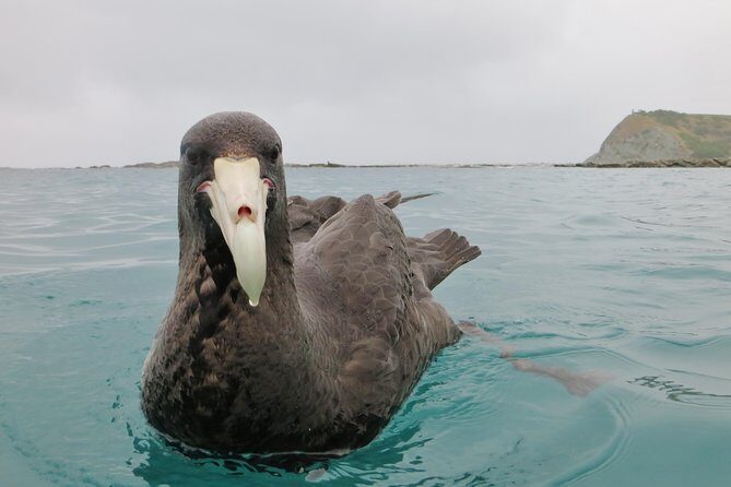 Private Wildlife Kayaking Tour - Kaikoura - Stop 2: Peninsula seal-colony time—watching fur seals the right way
