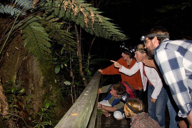 Puketi Rainforest Guided Walks .This is not a Shore Excursion product . - Key highlights you’ll feel fast