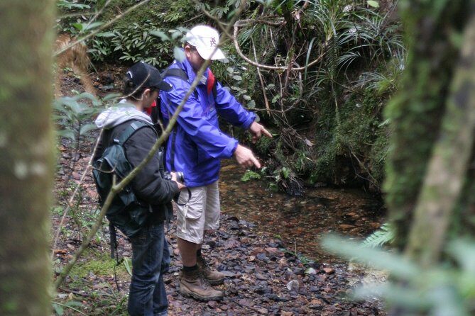 Puketi Rainforest Guided Walks .This is not a Shore Excursion product . - The walk itself: boardwalks, waterfalls, and steep sections