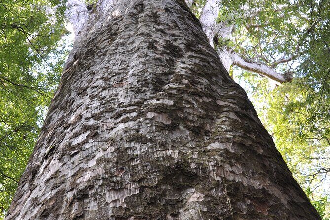 Puketi Rainforest Guided Walks .This is not a Shore Excursion product . - Tea stops and optional lunch: how the meal pacing works