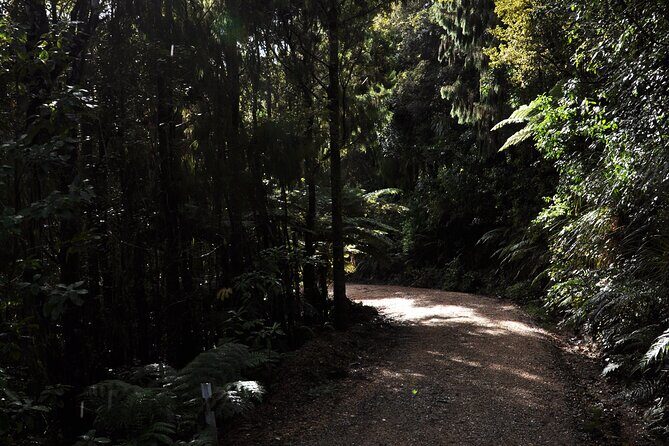 Puketi Rainforest Guided Walks .This is not a Shore Excursion product . - Group size and guide quality: why small matters here