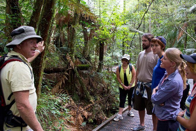 Puketi Rainforest Guided Walks .This is not a Shore Excursion product . - What your guide points out: plants, kokako, and forest ecology