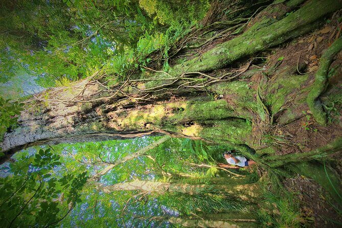 Queen Charlotte Track - Ultimate one Day Walk and Cruise - Why this day in Picton works so well