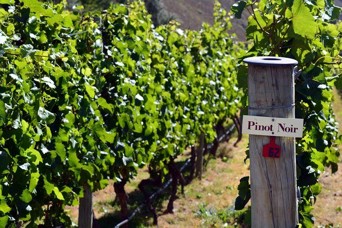 Queenstown Afternoon Wine Tour - Peregrine | Kinross | Amisfield - Bella the wine dog: the surprise that actually works
