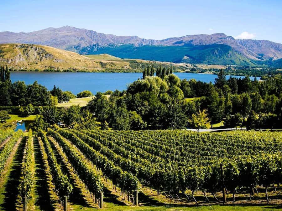 Queenstown, Arrowtown, Gibbston: Flexible Wine Hopper Tours - Small details that make a big difference on tour