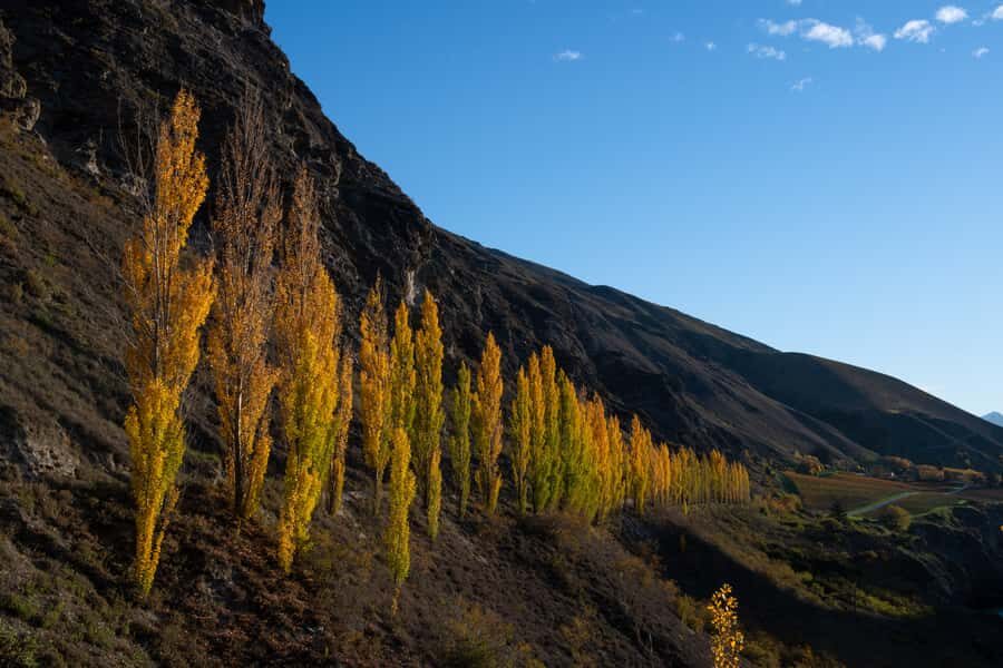 Queenstown: Craft Beer Brewery Tour with Lunch - Stop 3: the final round and why you’ll leave satisfied