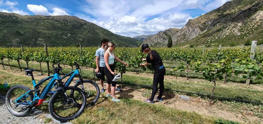 Queenstown: Guided E-Bike Tour with Winery Visits & Tastings - Getting started in Frankton: meeting point, shuttle, and the small-group vibe