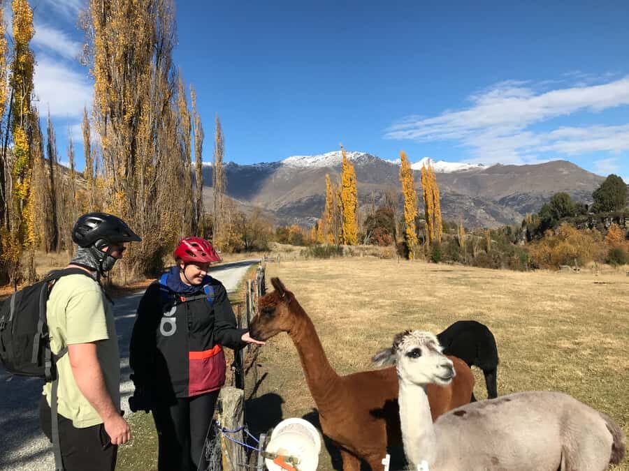 Queenstown: Guided E-Bike Tour with Winery Visits & Tastings - Arrowtown on two wheels: gold-mining village streets and river riding
