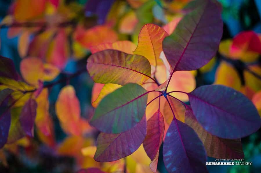 Queenstown: Half Day Private Photography Tour - Should You Book This Queenstown Half-Day Private Photography Tour?