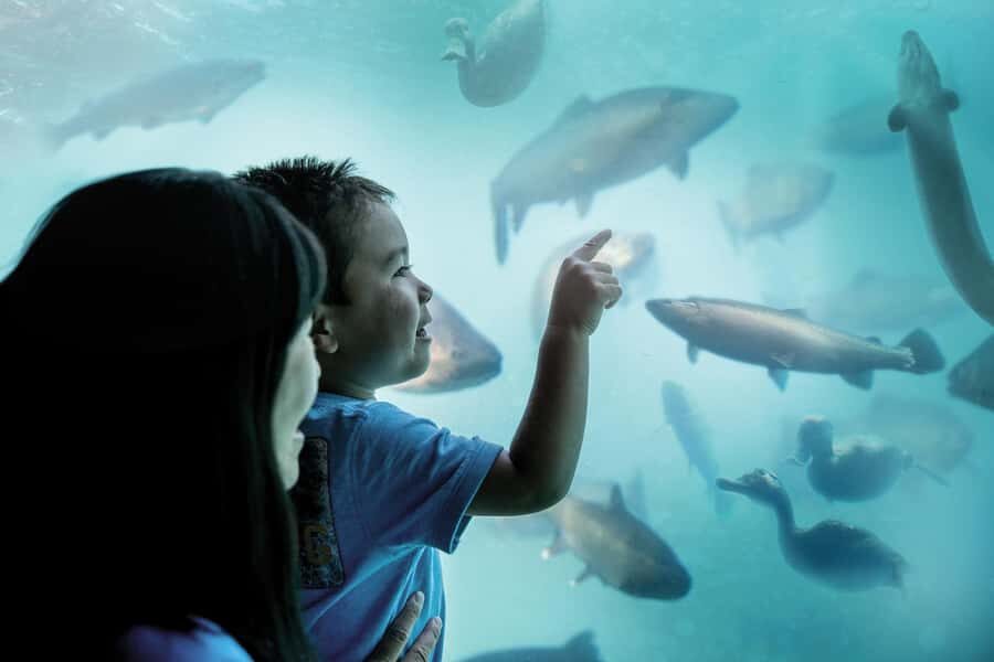 Queenstown: Hidden Underwater Theatre Experience - The black-light theatre show: a 90-million-year timeline in 14 minutes