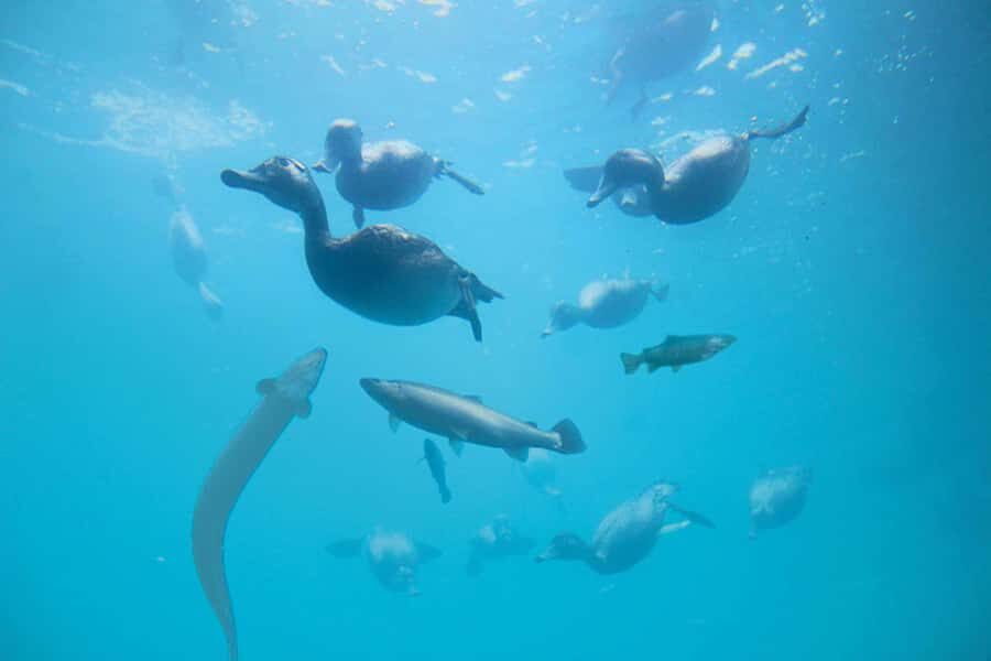 Queenstown: Hidden Underwater Theatre Experience - Underwater viewing window: ducks, eels, and trout in the lake