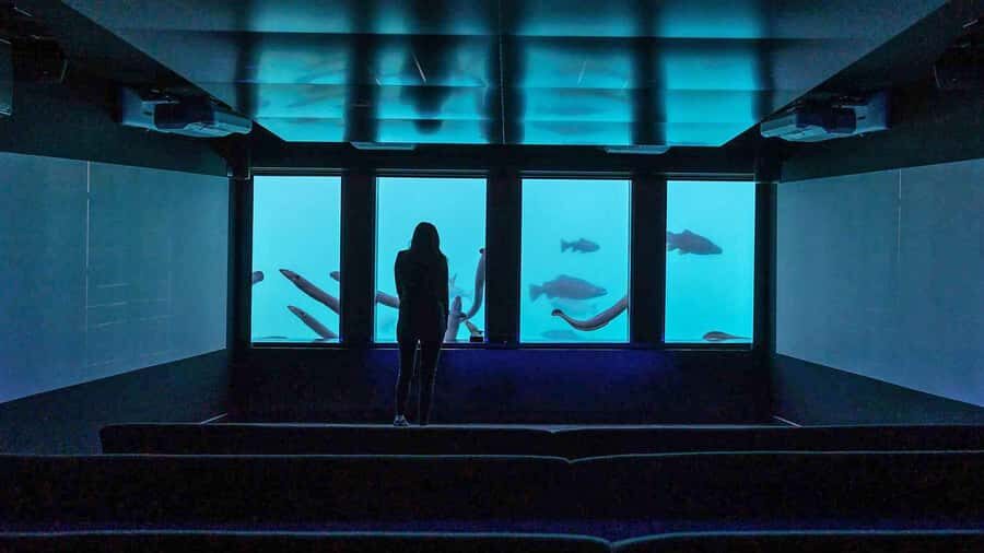 Queenstown: Hidden Underwater Theatre Experience - Practical tips to make it smooth at the pier