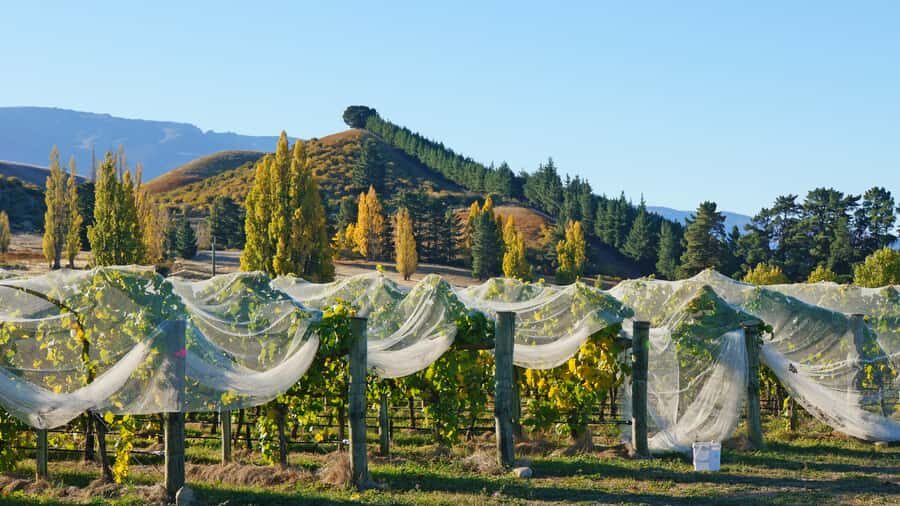 Queenstown: Private Day Trip to Wanaka, Arrowtown & More - Duration, pace, and how to plan your expectations