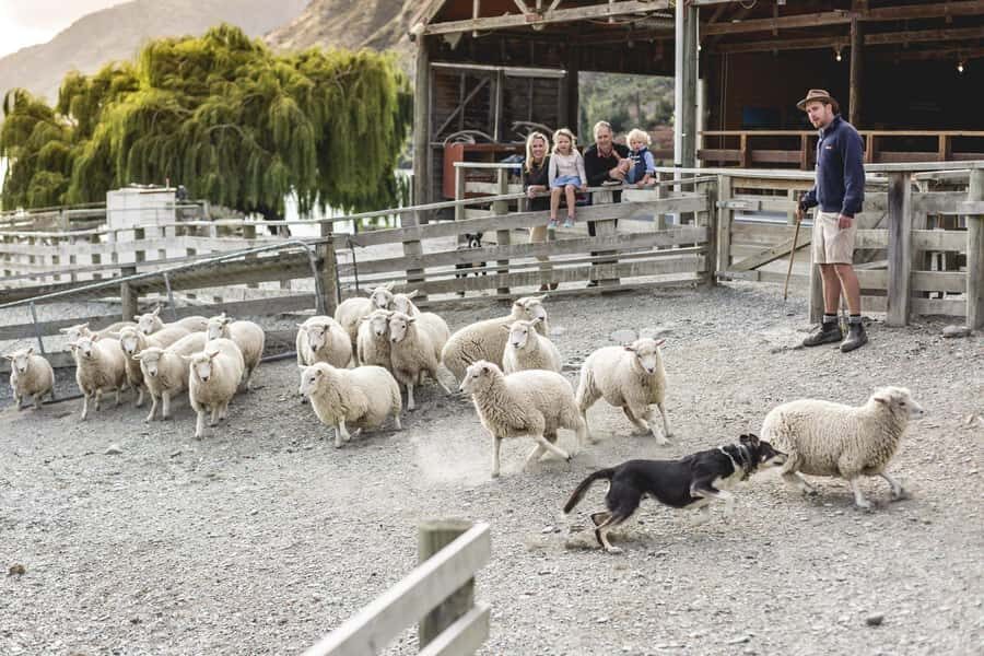 Queenstown: Queenstown Lake Cruise and Walter Peak Farm Tour - Key highlights at a glance