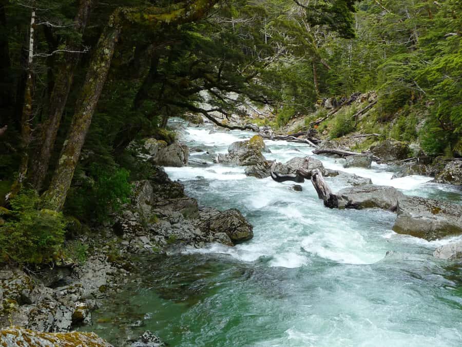 Queenstown: Routeburn Track Guided Full-Day Walk or Half Day - Swing bridge + alpine garden scenery: the moments that feel worth the effort
