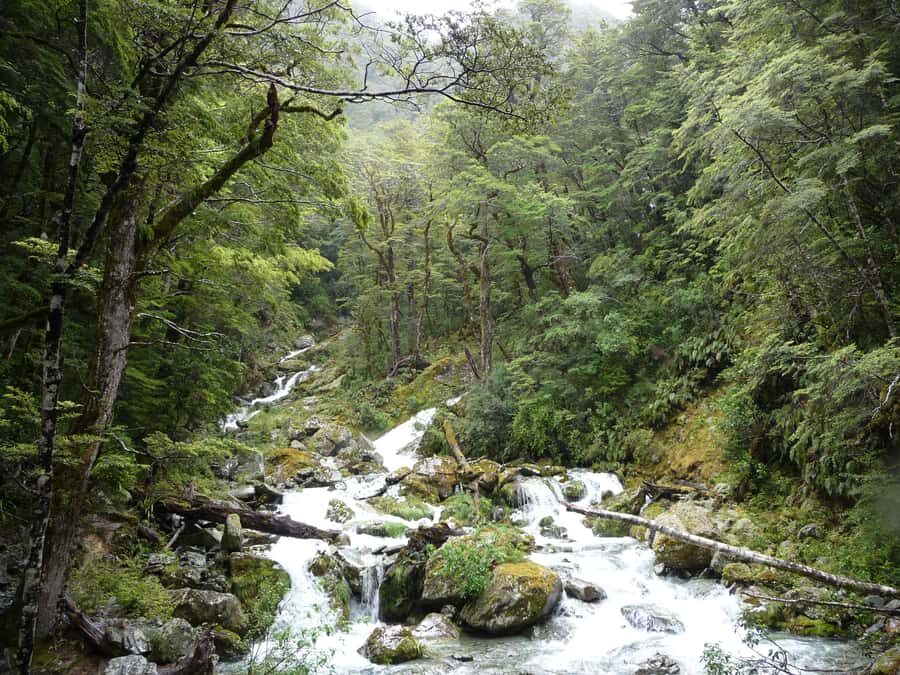 Queenstown: Routeburn Track Guided Full-Day Walk or Half Day - Who should book the full day vs the half day