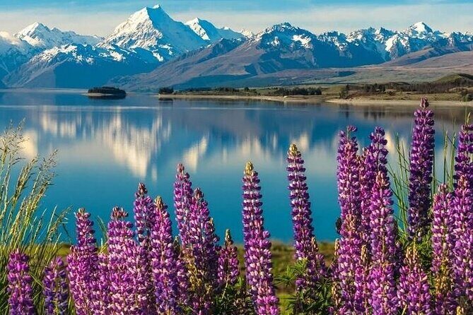 Queenstown to Christchurch One Way Tour Via Lake Tekapo & Mt Cook - High Country Salmon: A Hands-On Farm Stop That’s Actually Fun