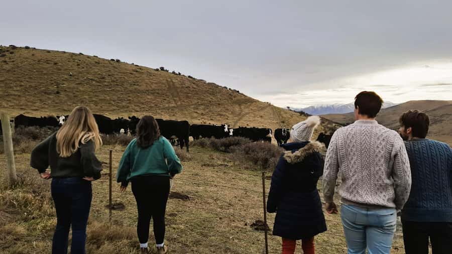 Queenstown to Dunedin Incl Taieri Gorge Train (One-Way) - The 1880 suspension bridge stop: quick, classic, and photo-friendly