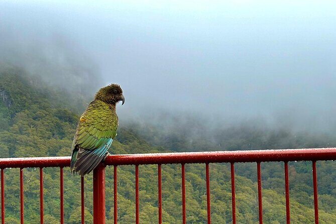 Queenstown to Te Anau via Milford Sound inc Cruise & Lunch - Te Anau break: where the day slows for a moment