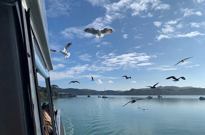 Raglan: Scenic Nature Boat Cruise - Tasman Sea harbour mouth stop: the black sand beach break