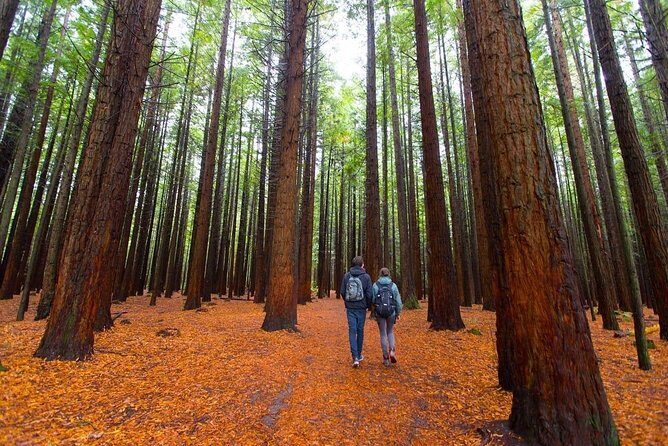 Redwood Forest , Blue Springs & Huka Falls Day Tour from Auckland - Key Points I’d Use to Decide
